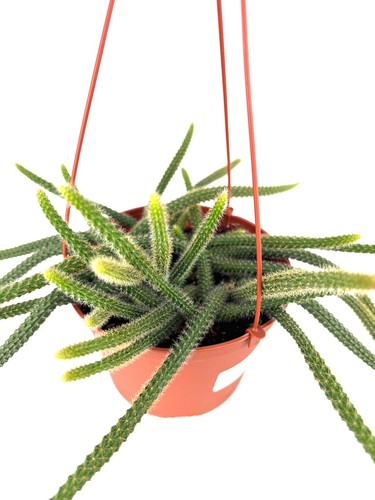 Rat tail cactus - tail,